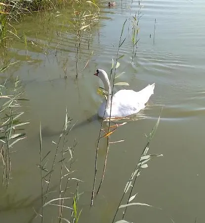 Arka 1 Na Wodzie W Mielnie, Rower Wodny, Bezplatny Wifi, Parking * Mielno (Koszalin)
