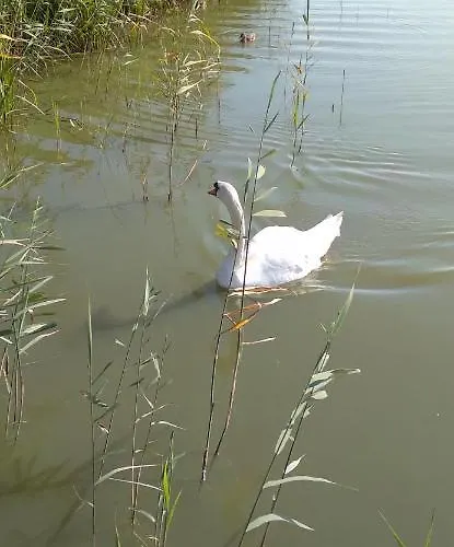 Arka 1 Domki Na Wodzie W Mielnie, Rower Wodny, Bezplatny Wifi, Parking * Mielno (Koszalin)